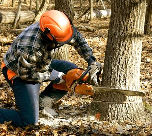 Tree Removal in Belleville, MI